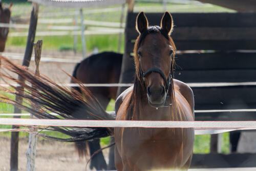 The horse is here